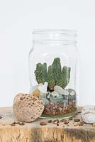 A cactus in a glass jar terrarium with decorative stones