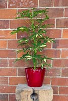 Schefflera house plant in a red pot
