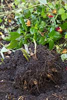 A Dahlia tuber carefully removed from a raised bed. Storing Dahlia tubers. 