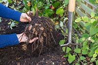  A Dahlia tuber carefully removed from a raised bed. Storing Dahlia tubers.