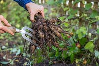Using a hand fork to gently remove loose soil on the Dahlia tuber. Storing Dahlia tubers. 