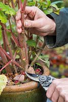 Cutting back the Begonia to surface level. Storing Begonia tubers. 