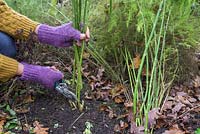 Cutting back asparagus plants to ground level