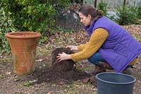Using your hands gently remove any excess compost, being careful not to damage the roots. Storing salvia through winter. 