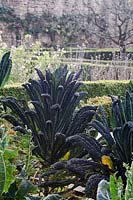 Brassica oleracea - Cavalo Nero, Black Tuscan kale