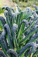 Brassica oleracea - Cavalo Nero, Black Tuscan kale