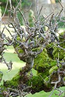 Old knarled apple espalier tree covered in moss