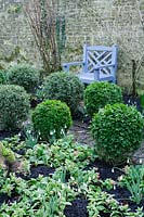 Clipped Box balls with Galanthus nivalis and Pulmonaria 'Redstart', blue wooden chair - Barnsley House Hotel, Gloucestershire