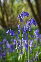 Hyacinthoides non-scripta. Bluebell growing wild in a woodland. 
