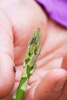 Removing asparagus beetle with fingers. Crioceris asparagi