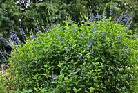 Salvia guaranitica 'Blue Enigma' AGM. Anise-scented sage 'Blue Enigma'