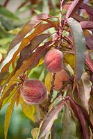 Peach 'Crimson Bonfire' in fruit
