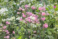 Breakthrough Breast Cancer Garden. Aquilegia vulgaris var. stellata 'Rose Barlow' with Orlaya - Designer - Ruth Willmott. Sponsor - Breakthrough Breast Cancer