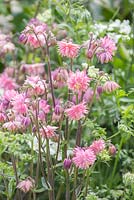 Aquilegia vulgaris var. stellata 'Rose Barlow'. Breakthrough Breast Cancer Garden. Designer - Ruth Willmott. Sponsor - Breakthrough Breast Cancer