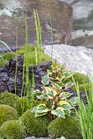 Edo no Niwa. Leucobryum juniperoideum, Equisetum japonicum and Variegated Ivy planted amongst rocks. Designer - Kazuyuki Ishihara. Sponsor - Cat's Co Ltd