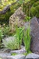 Edo no Niwa. Waterside planting of Variegated Japanese Sedge, Leucobryum juniperoideum and Iris sibirica. Designer - Kazuyuki Ishihara. Sponsor - Cat's Co Ltd