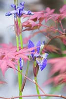 Edo no Niwa. View through Acer palmatum 'Fireglow' to Iris sibirica 'Tropic Night'. Designer - Kazuyuki Ishihara. Sponsor - Cat's Co Ltd