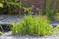 The Great Chelsea Garden Challenge Garden. Cluster of Iris germanica planted in a bed of slate chippings beside a water feature. Designer - Sean Murray. Sponsor - Royal Horticultural Society