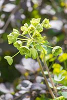 Euphorbia amygdaloides var. robbiae. The Great Chelsea Garden Challenge Garden. Designer - Sean Murray. Sponsor - Royal Horticultural Society