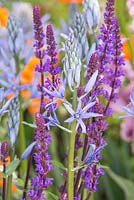 The Morgan Stanley Healthy Cities Garden. Salvia nemorosa 'Caradonna' with Camassia leichtlinii 'Blue Heaven'. Designer - Chris Beardshaw. Sponsor - Morgan Stanley