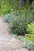 Royal Bank of Canada Garden. Gravel path leading past border of Artemisia arborescens, Rosmarinus officinalis and Anchusa azurea 'Loddon Royalist'. Designer - Matthew Wilson. Sponsor - Royal Bank of Canada
