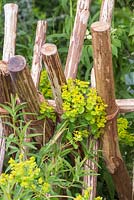 Sentebale - Hope in Vulnerability. Euphorbia palustris growing amongst wooden fence. Sponsor - The David Brownlow Charitable Foundation