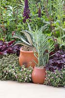 Sentebale - Hope in Vulnerability. A border with Heuchera villosa 'Palace Purple' and potted Senecio serpens and Agave underplanted with Zaluzianskya ovata. Sponsor - The David Brownlow Charitable Foundation
