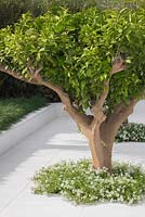 The Beauty of Islam . Citrus aurantium underplanted with Thymus vulgaris. Designer - Kamelia Bin Zaal. Sponsor - Al Barari Firm Management LLC