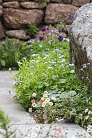The Brewin Dolphin Garden. Erigeron karvinskianus, Brunnera macrophylla and Hedera helix 'Ivalace' with view to dry stone wall. Designer - Darren Hawkes Landscapes. Sponsor - Brewin Dolphin