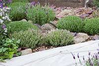 The Evaders Garden. Lavandula stoechas and small domes of Thyme in a border with a stone mulch. Designer - John Everiss. Sponsor - Chorley Council