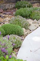 The Evaders Garden. Small domes of Thyme in a border with a stone mulch. Designer - John Everiss. Sponsor - Chorley Council