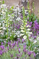 The Evaders Garden. Digitalis purpurea f. albiflora with Lavandula stoechas and Lychnis flos-cuculi. Designer - John Everiss. Sponsor - Chorley Council
