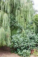 Ficus carica climbing into Salix sepulcralis 'Chrysocoma' - Fig climbing into weeping willow - August, France