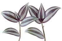 Tradescantia zebrina 'Purpusii' AGM - Silver inch plant, August