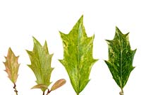 Osmanthus heterophyllus 'Goshiki' AGM.  Variegated false holly.  Showing variation in leaf colour as the leaf ages,  June