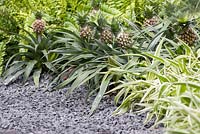Gravel path leading past border planted with Ananas comosus 'Champaca' and Chlorophytum comosum 'Ocean'. The Hidden Beauty of Kranji. RHS Chelsea Flower Show, 2015