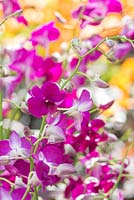 Dendrobium 'Enobi Purple'. The Hidden Beauty of Kranji. 