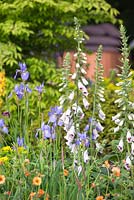 Digitalis purpurea 'Pam's Choice' with Iris sibirica 'Tamberg' and Geum 'Marmalade'. The Homebase Garden Urban Retreat. 