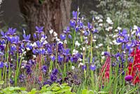 Iris sibirica 'Tropic Night' with Aquilegia vulgaris var. stellata 'Blue Barlow' and Lupinus 'Red Rum'. The Living Legacy Garden. RHS Chelsea Flower Show, 2015.