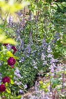 Nepeta racemosa 'Walker's Low' with Salvia nemorosa 'Caradonna'. The M and G Garden. RHS Chelsea Flower Show, 2015.