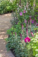 Gravel path leading past border with Lysimachia atropurpurea 'Beaujolais', Rehmannia elata and Digitalis purpurea 'Sutton's Apricot'. The M and G Garden. RHS Chelsea Flower Show, 2015.