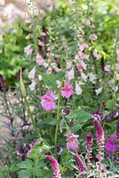 Rehmannia elata with Lysimachia atropurpurea 'Beaujolais' and Aquilegia vulgaris 'William Guinness'. The M and G Garden. RHS Chelsea Flower Show, 2015.