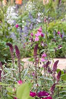 Lysimachia atropurpurea 'Beaujolais' with Aquilegia vulgaris 'William Guinness' and Rehmannia elata. The M and G Garden. RHS Chelsea Flower Show, 2015.