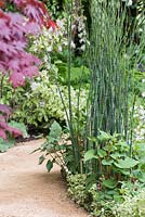 Gravel path leading past Equisetum hyemale. The M and G Garden. 