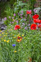 Papaver rhoeas with Ranunculus acris and Centaurea cyanus, Lychnis flos-cuculi in the background. The Old Forge. RHS Chelsea Flower Show, 2015.