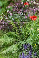 Wildflower border featuring Ajuga reptans, Papaver rhoeas, Lychnis flos-cuculi and Athyrium filix-femina. The Old Forge. RHS Chelsea Flower Show, 2015
