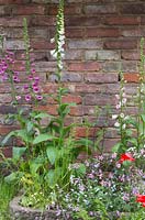 Wildflower border featuring Digitalis purpurea, Digitalis purpurea f. albiflora, Poa trivialis, Papaver rhoeas, Lychnis flos-cuculi and Myosotis arvensis. The Old Forge. RHS Chelsea Flower Show 2015.