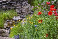 Papaver rhoeas with Ranunculus acris, Centaurea cyanus, Lychnis flos-cuculi and a naturalistic man made waterfall built from slate and stone in the background. The Old Forge. RHS Chelsea Flower Show, 2015.