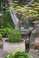 Potted Acer palmatum 'Dissectum' and Calamagrostis x acutiflora 'Karl Foerster' planted in a boggy container. The Sculptor's Picnic Garden. RHS Chelsea Flower Show 2015.