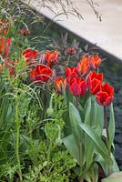 Tulipa 'Red Hat' and Papaver commutatum 'Ladybird' beside water feature. The Telegraph Garden. 